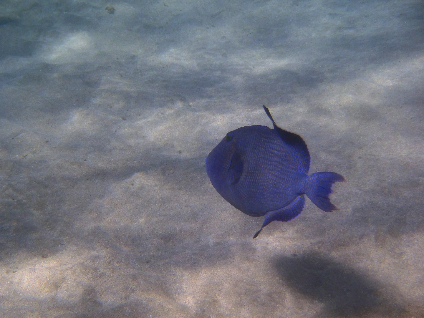 Baliste bleu Marsa Alam