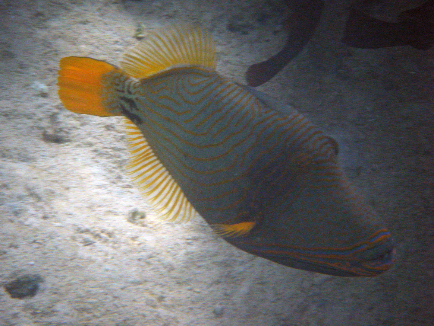 baliste strié Marsa Alam