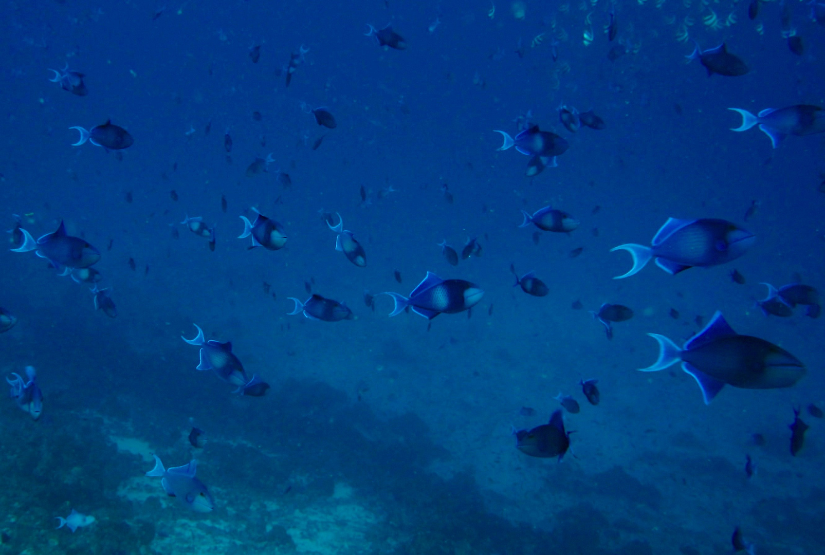 Balistes bleus (Odonus niger) 