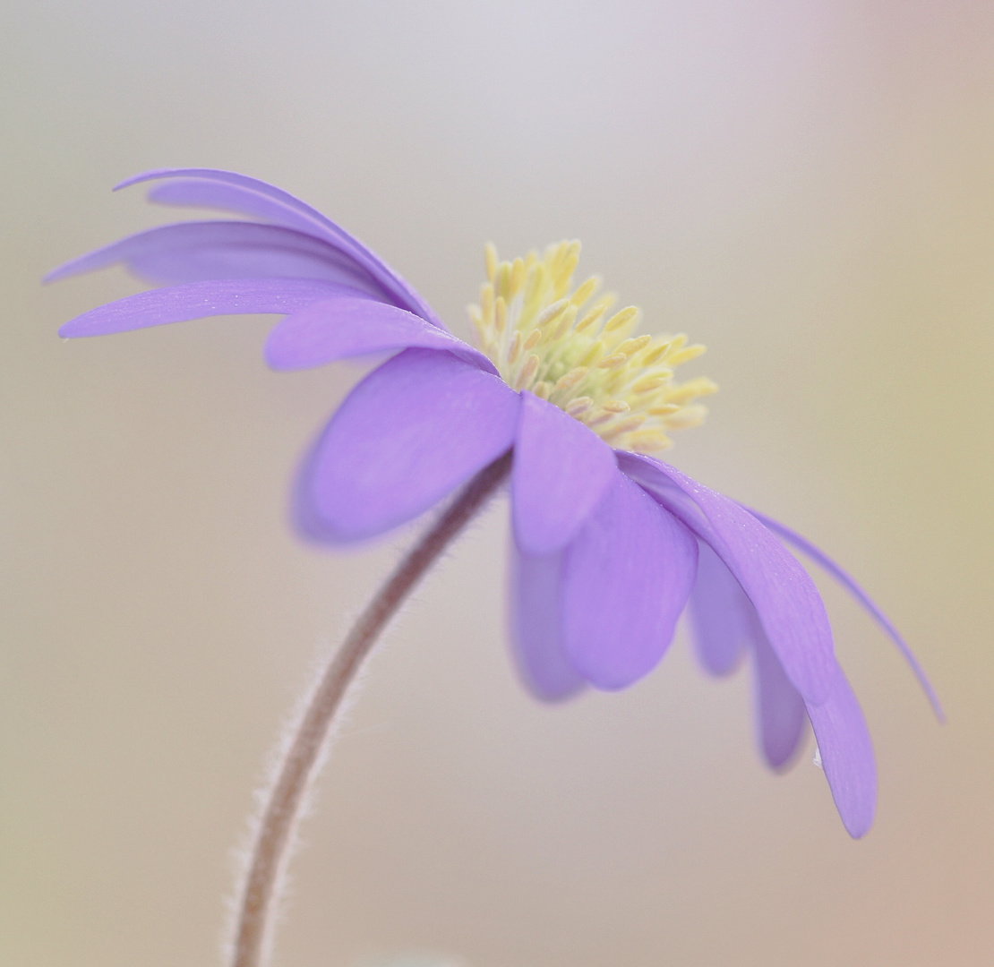 Balkan Anemone