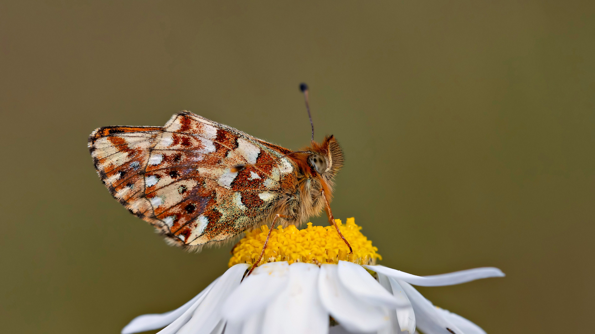 Balkan Fritillary