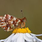 Balkan Fritillary