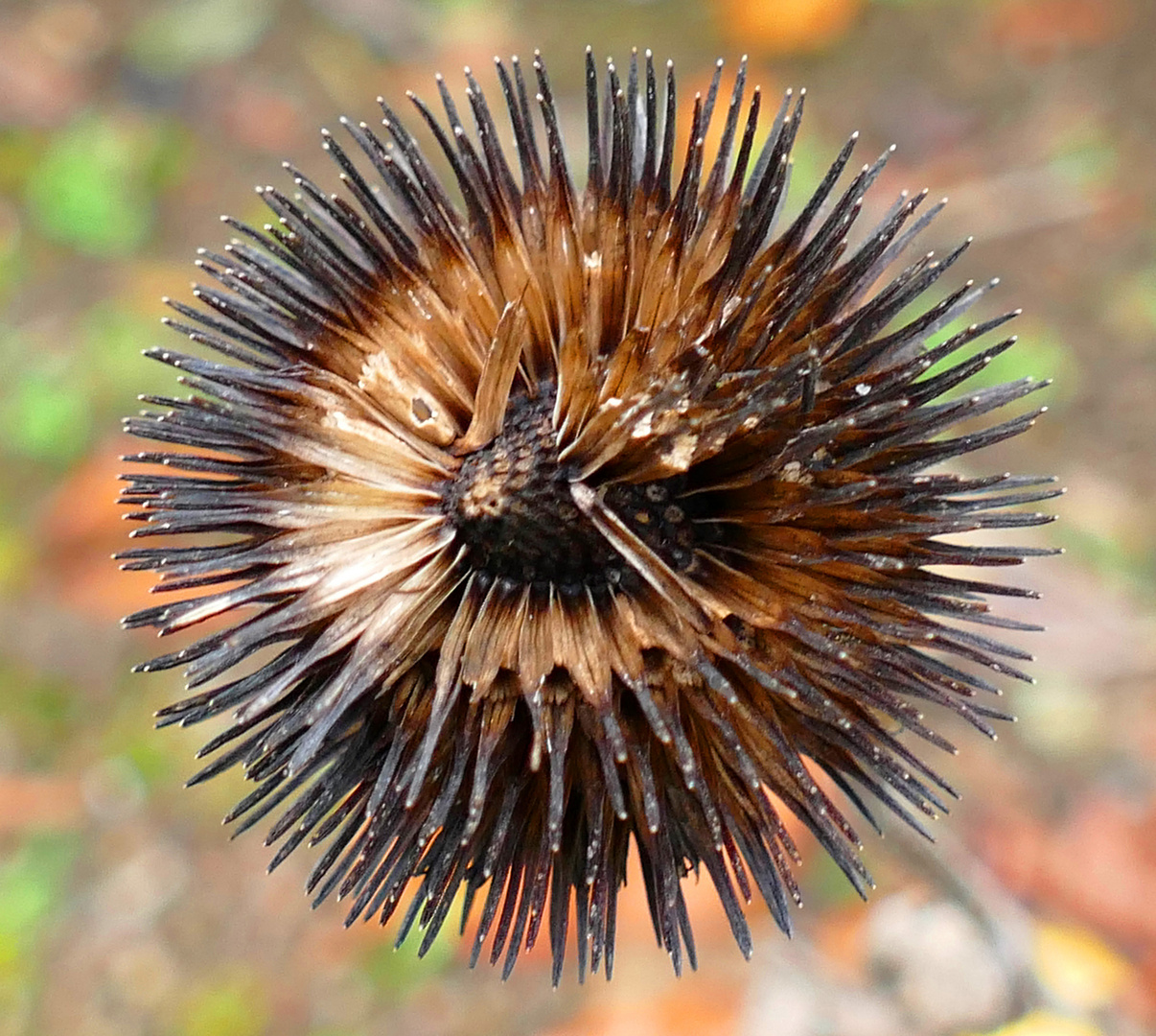 Balkan-Kugeldistel