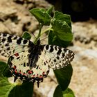 Balkan-Osterluzeifalter