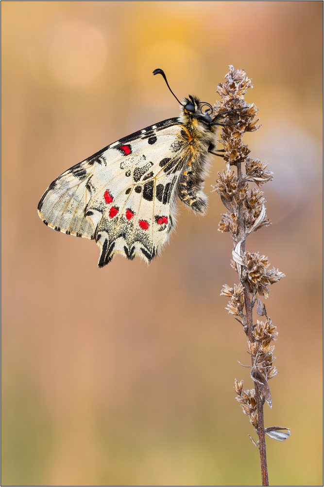 Balkan-Osterluzeifalter (Zerynthia cerisy)