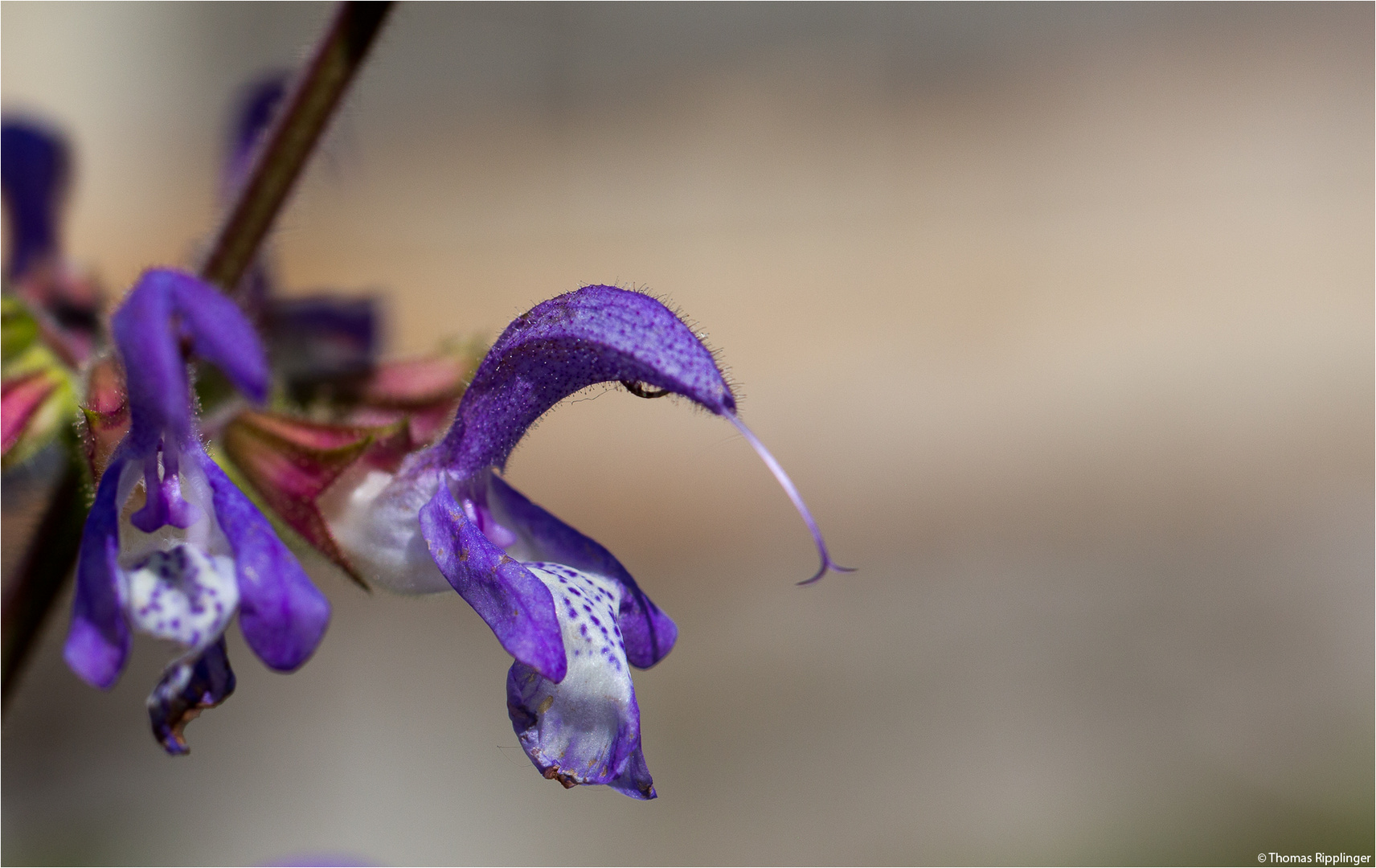 Balkan Salbei (Salvia forskaohlei)