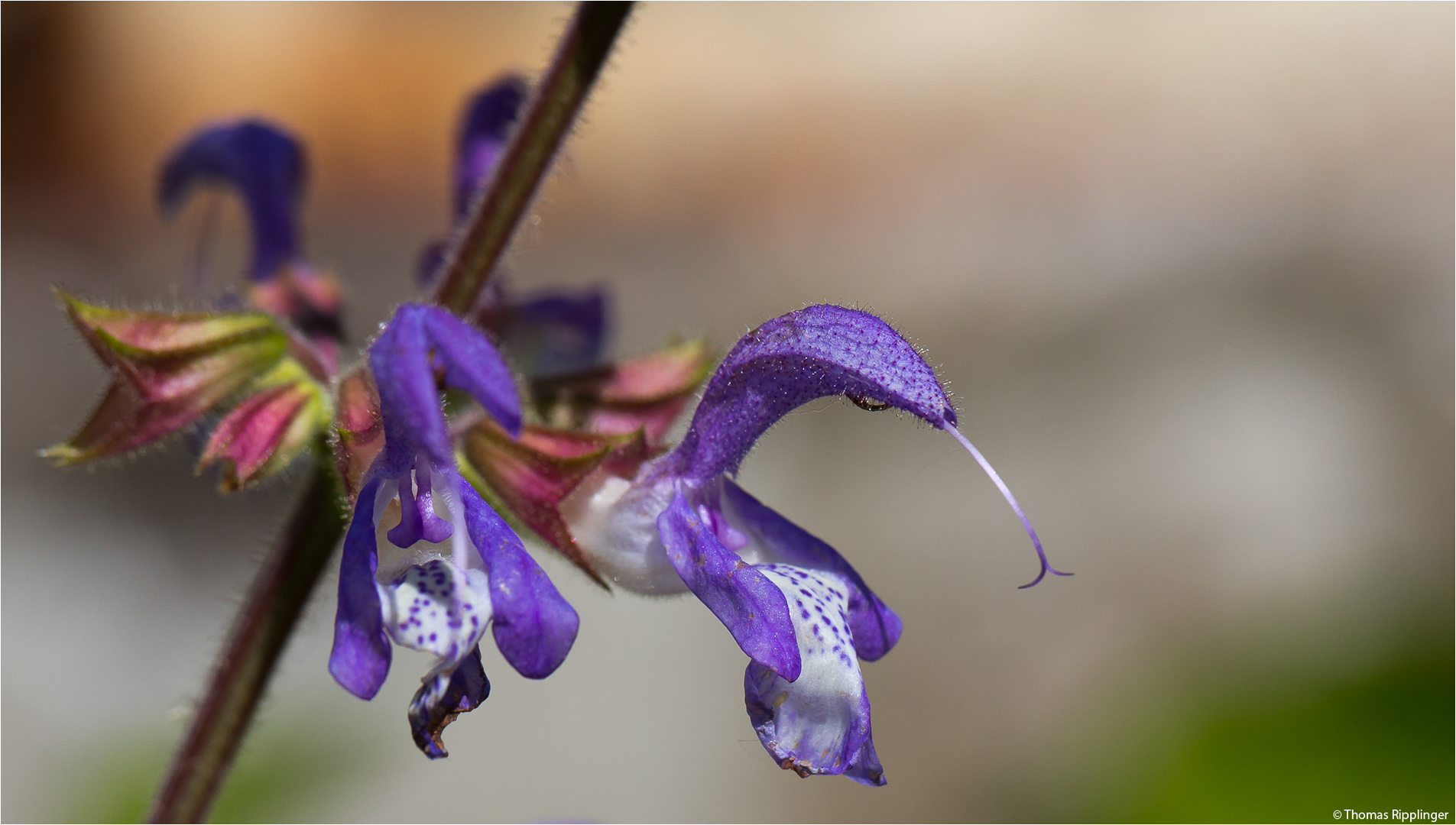 Balkan Salbei (Salvia forskaohlei)..