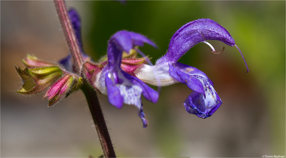 Balkan Salbei (Salvia forskaohlei)..