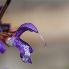 Balkan Salbei (Salvia forskaohlei)