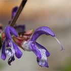 Balkan Salbei (Salvia forskaohlei)..