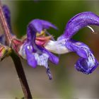 Balkan Salbei (Salvia forskaohlei)....