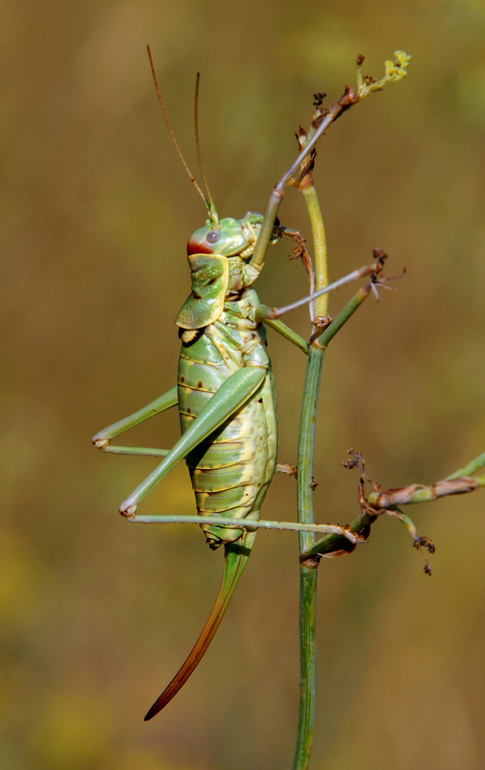 Balkan-Sattelschrecke – Ephippiger discoidalis