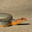 Balkan-Springnatter   -  Dolichophis caspius