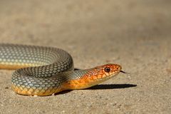 Balkan-Springnatter   -  Dolichophis caspius