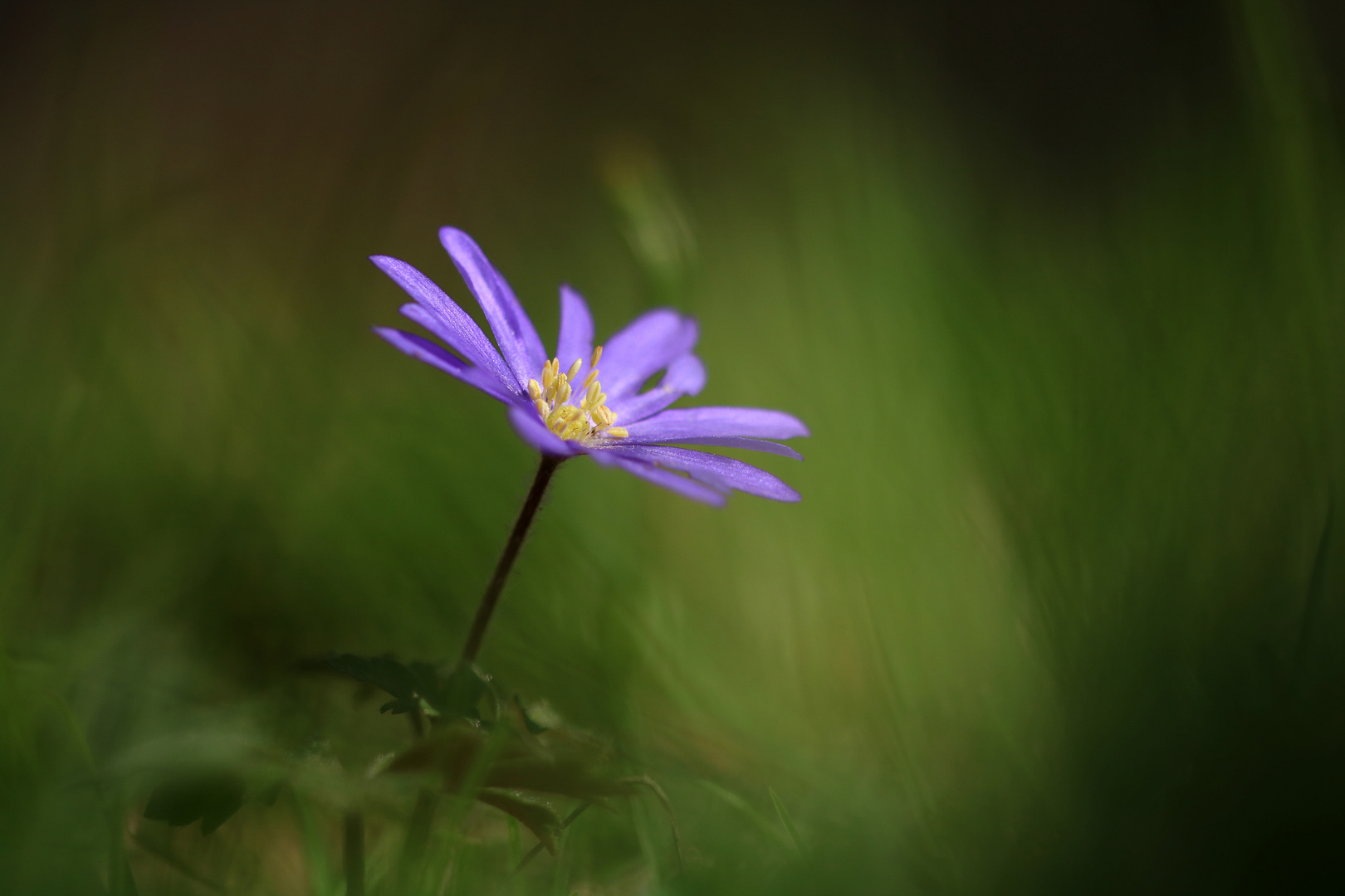 Balkan - Windröschen