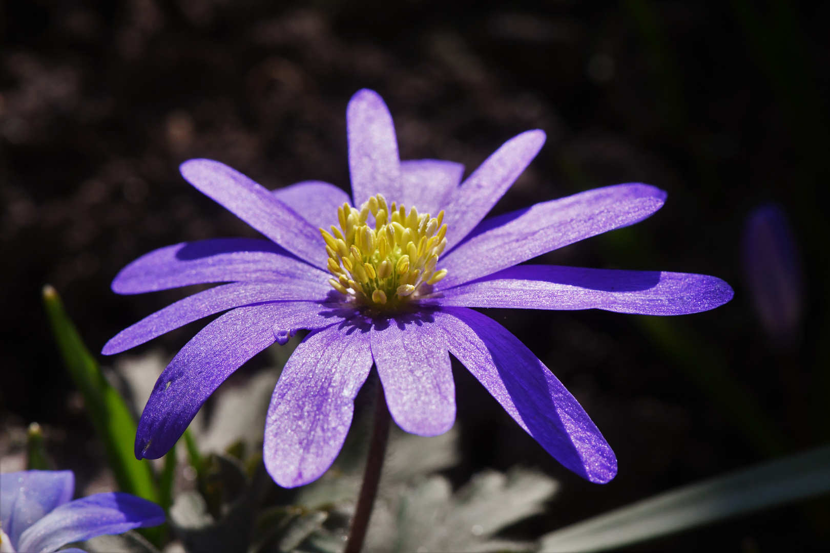 Balkan Windröschen  (Anemone blanda )