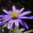 Balkan Windröschen  (Anemone blanda )