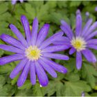 Balkan-Windröschen (Anemone blanda)