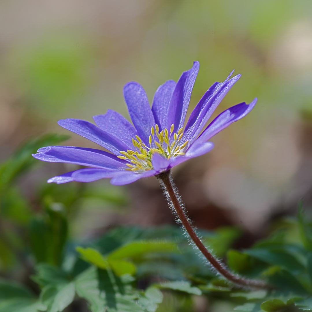 Balkan-Windröschen (Anemone blanda)