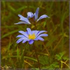 Balkan-Windröschen (Anemone blanda)