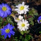 Balkan-Windröschen (Anemone blanda)