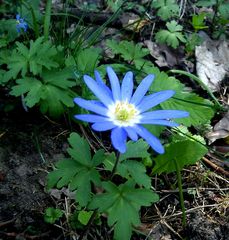 Balkan-Windröschen (Anemone blanda)