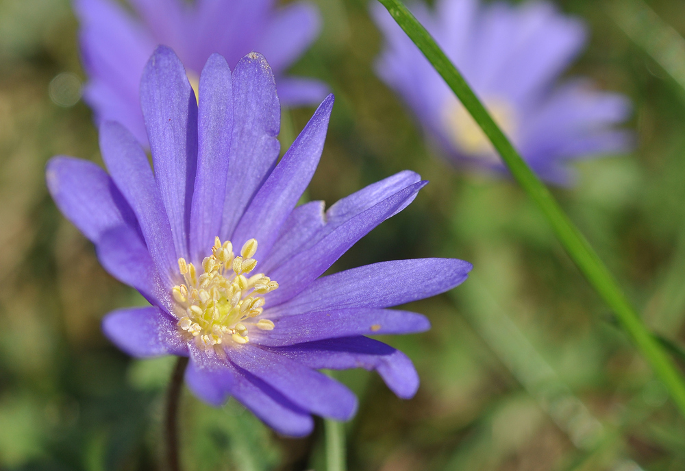 Balkan-Windröschen (Anemone blanda)...............