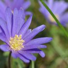 Balkan-Windröschen (Anemone blanda)...............