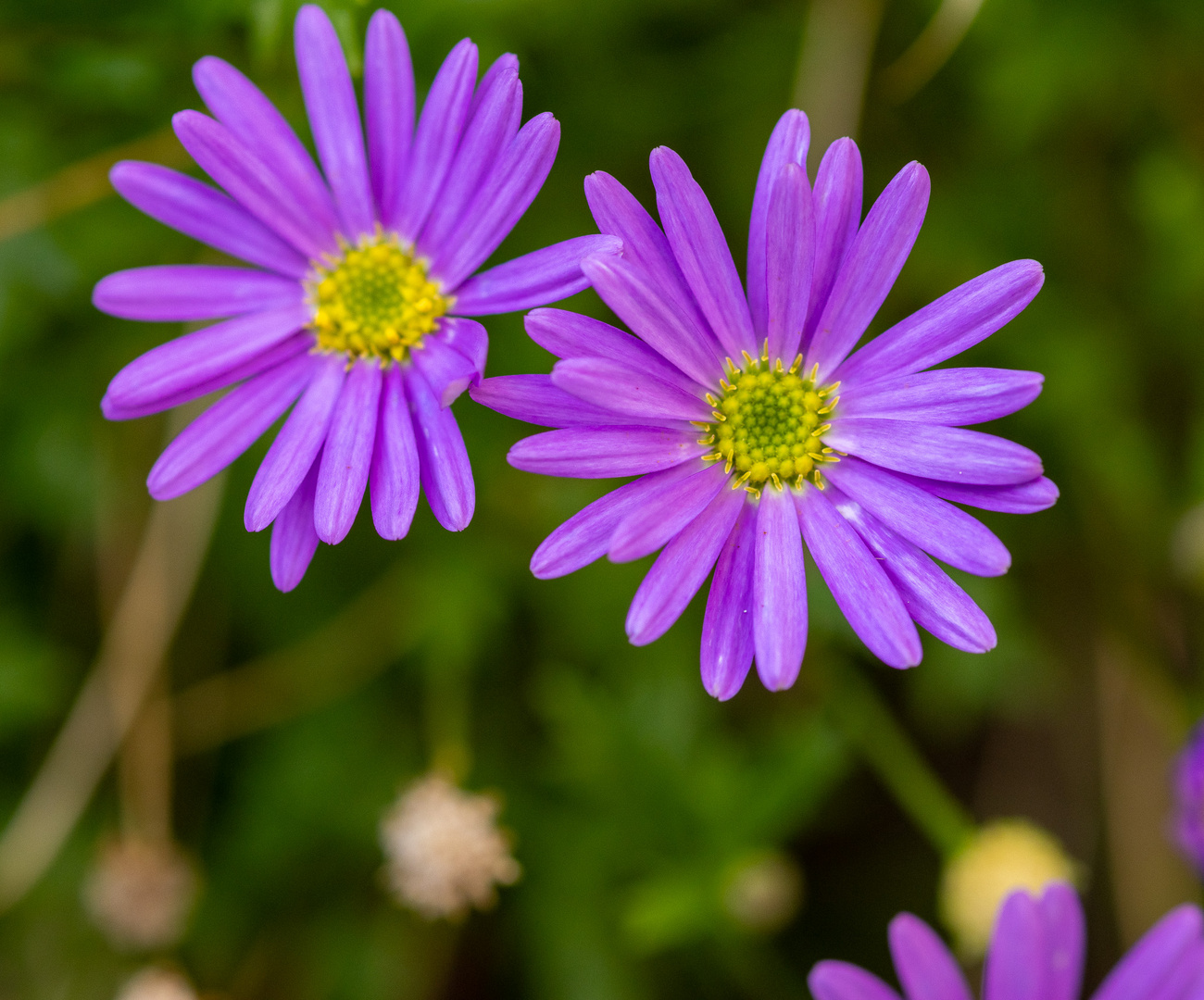 Balkan-Windröschen im Garten