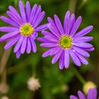 Balkan-Windröschen im Garten