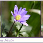 Balkan Windröschen oder Strahlenanemone - Anemone blanda