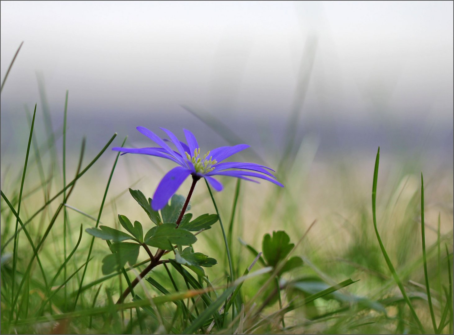 Balkan-Windröschen (Synonym: Berganemone, botanisch: Anemone blanda)