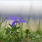 Balkan-Windröschen (Synonym: Berganemone, botanisch: Anemone blanda)