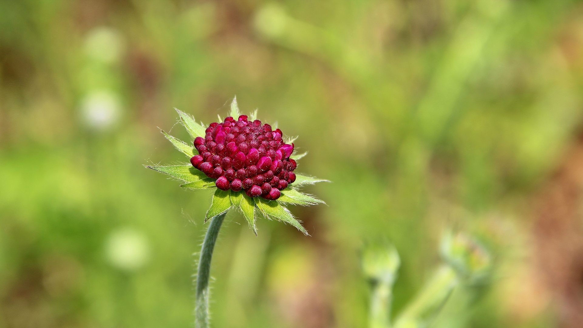 Balkan-Witwenblume