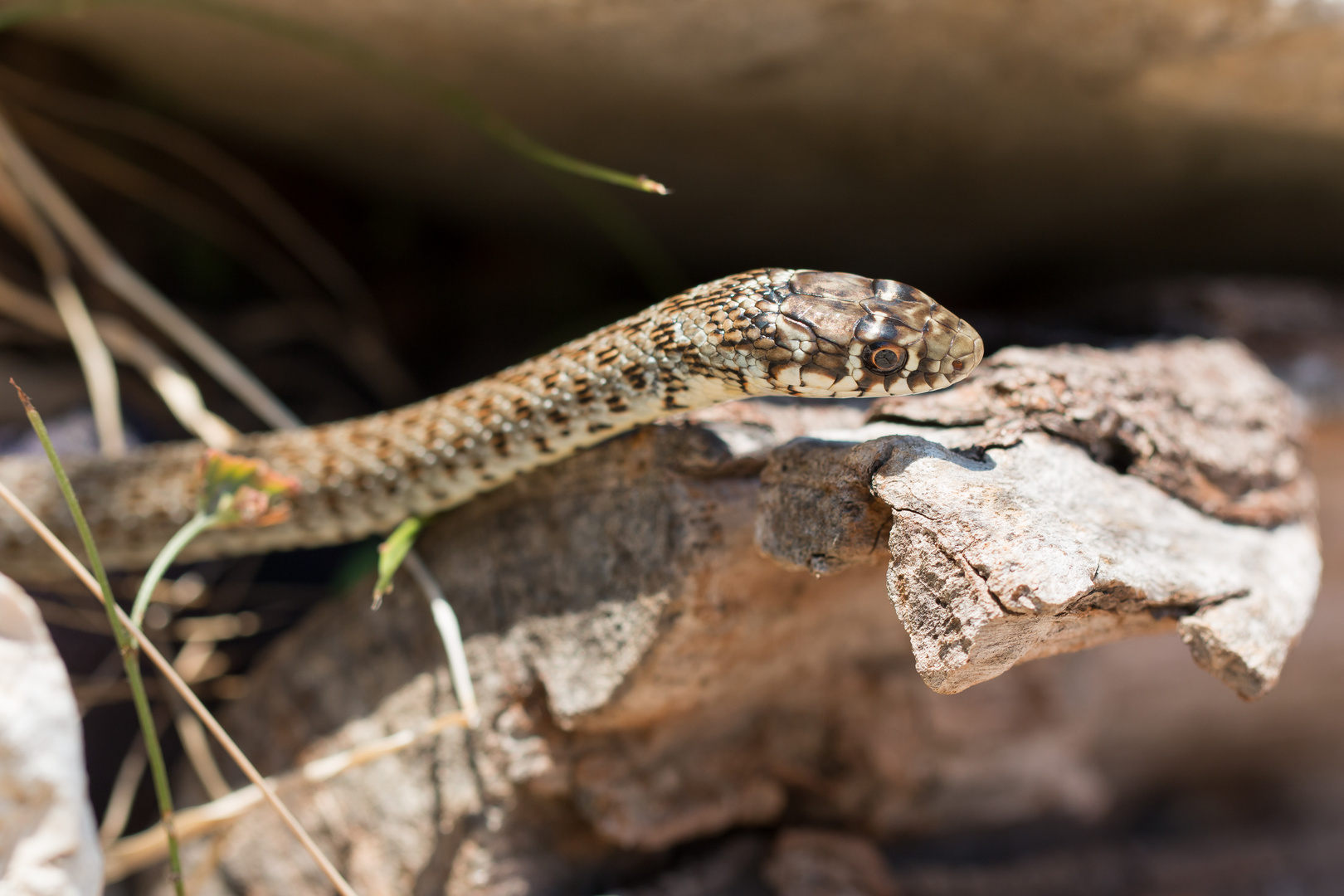 Balkan-Zornnatter Foto & Bild | kroatien, natur, landschaft Bilder auf fotocommunity