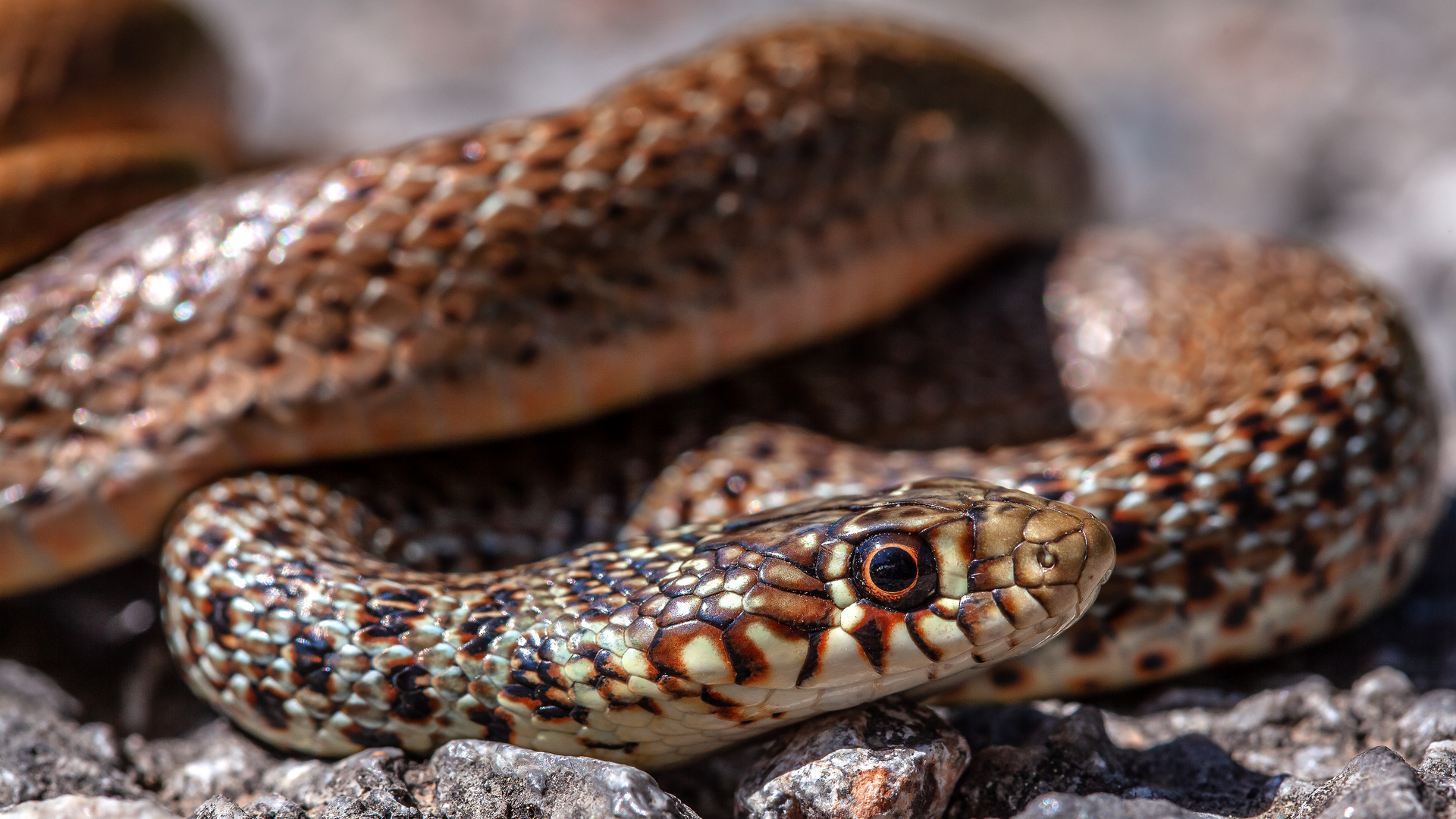 Balkan-Zornnatter (Hierophis gemonensis (Laurenti, 1768))