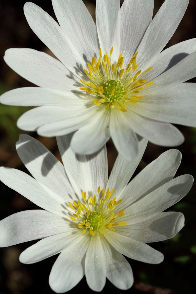 Balkananemone