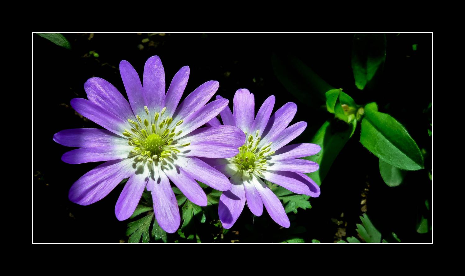 Balkananemone