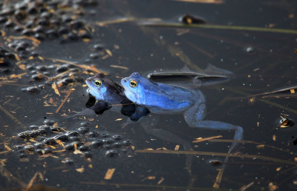 "Balkanmoorfrosch"