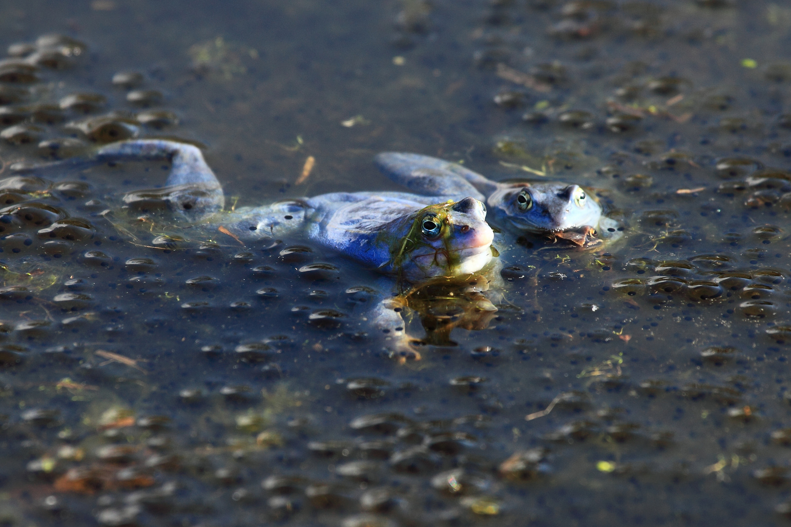 " Balkanmoorfrosch"