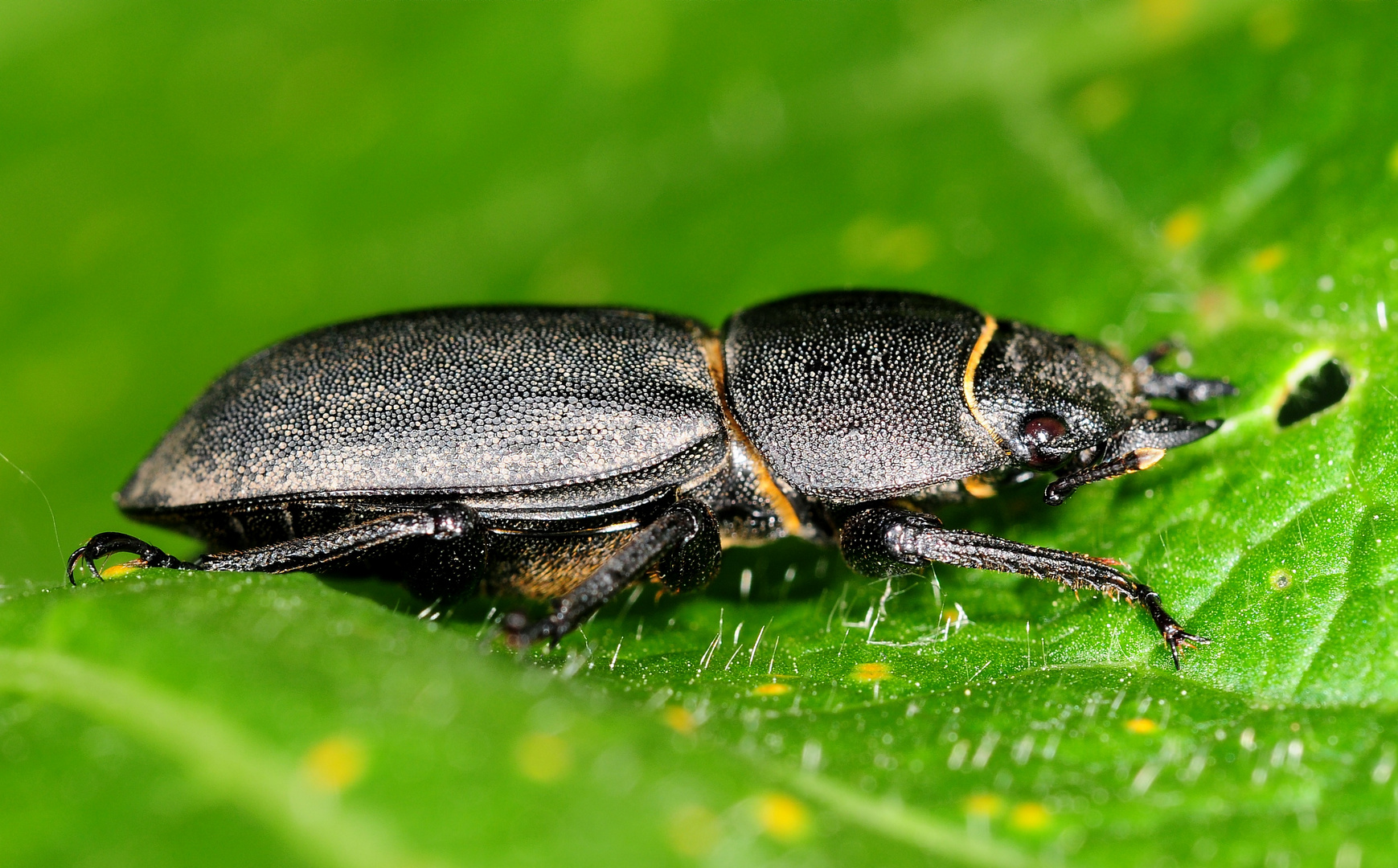 Balkenschröter Foto & Bild | tiere, wildlife, insekten Bilder auf fotocommunity