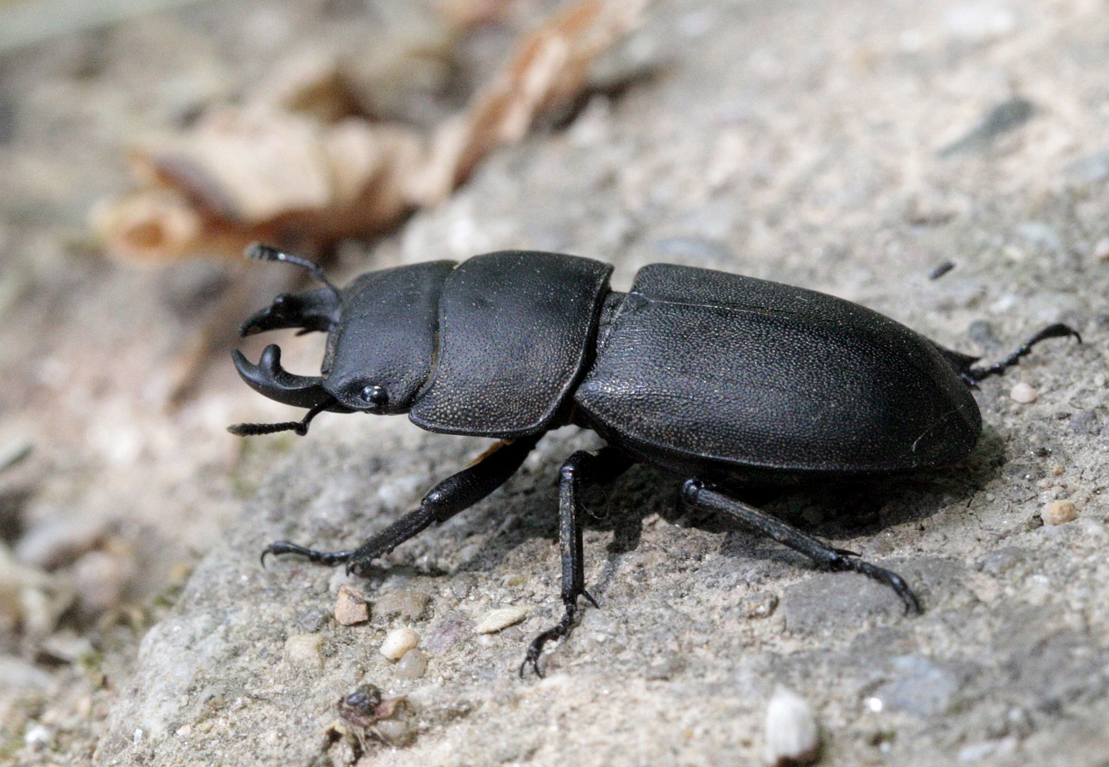 Balkenschröter (Dorcus parallelipipedus)