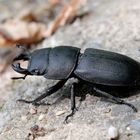 Balkenschröter (Dorcus parallelipipedus)