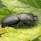 Balkenschröter (Dorcus parallelipipedus)