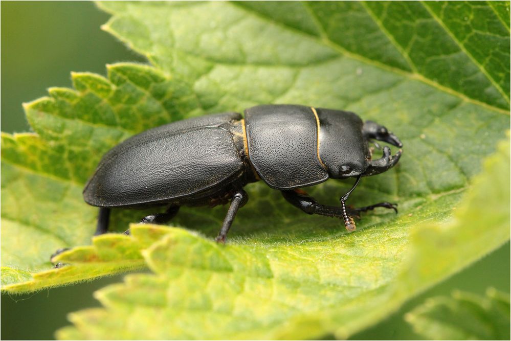 Balkenschröter (Dorcus parallelipipedus)