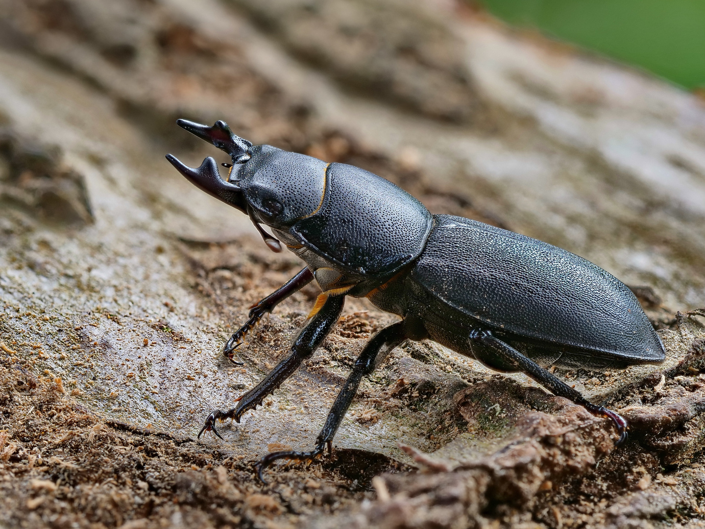 Balkenschröter (Dorcus parallelipipedus)