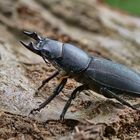 Balkenschröter (Dorcus parallelipipedus)