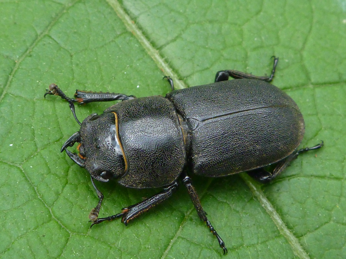 Balkenschröter (Dorcus parallelipipedus)