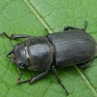 Balkenschröter (Dorcus parallelipipedus)