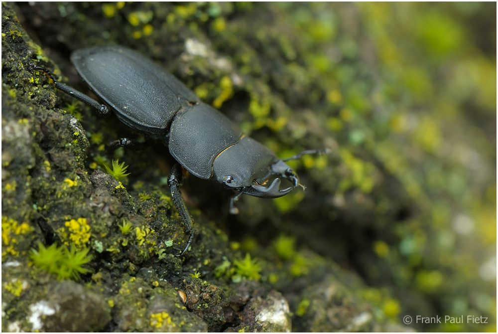 Balkenschroeter- Dorcus parallelipipedus